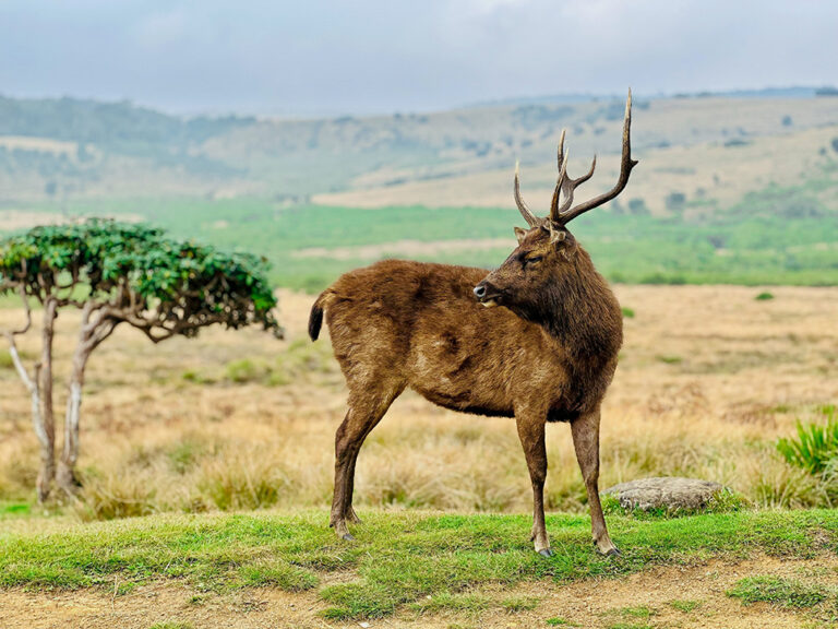 A,Sri,Lankan,Sambar,Deer,At,Misty,Horton,Plains,National