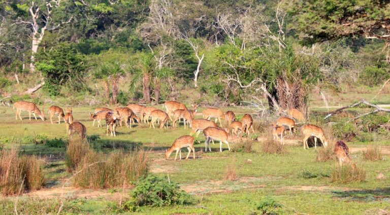 Wilpattu-3