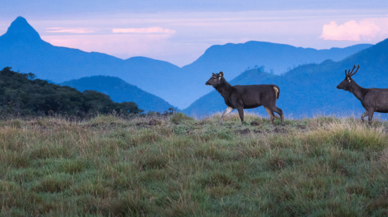 best-things-to-do-in-horton-plains-01 1