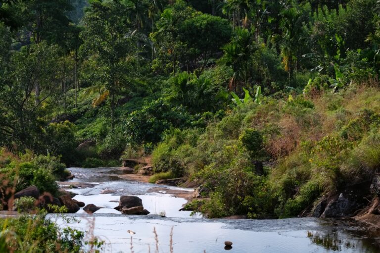 Scenic,View,Of,Rainforest,Sinharaja,In,Sri,Lanka